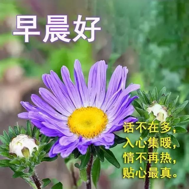 早上好朋友早上好唯美表情動態圖片早晨問候動圖早安圖片