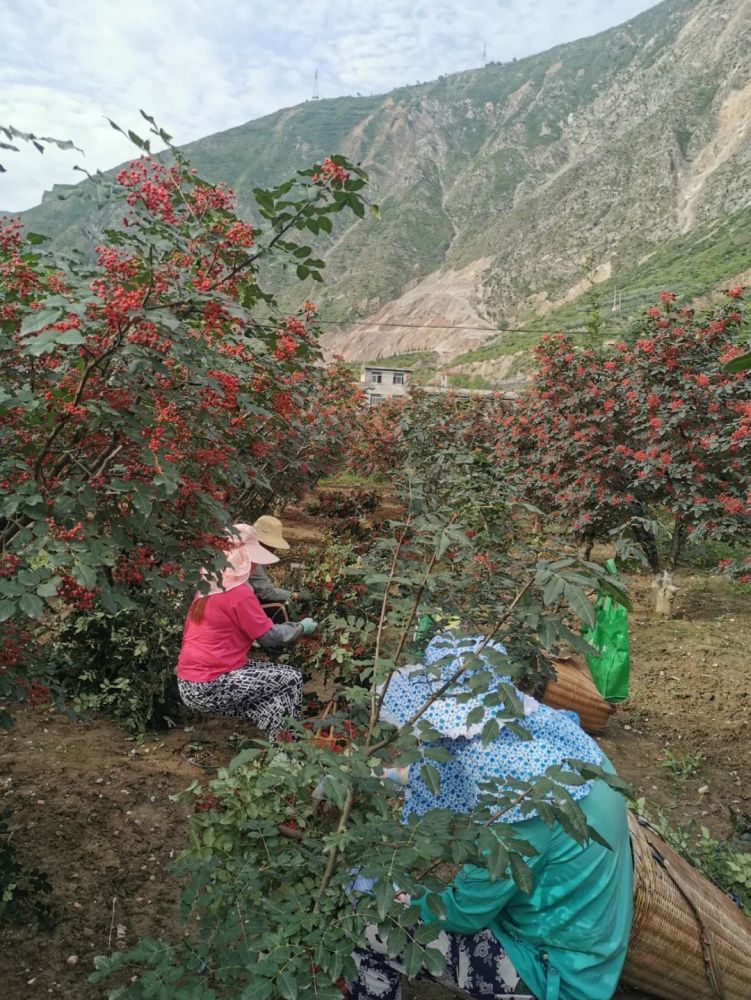一串红创出新天地武都区无刺花椒产业发展调查