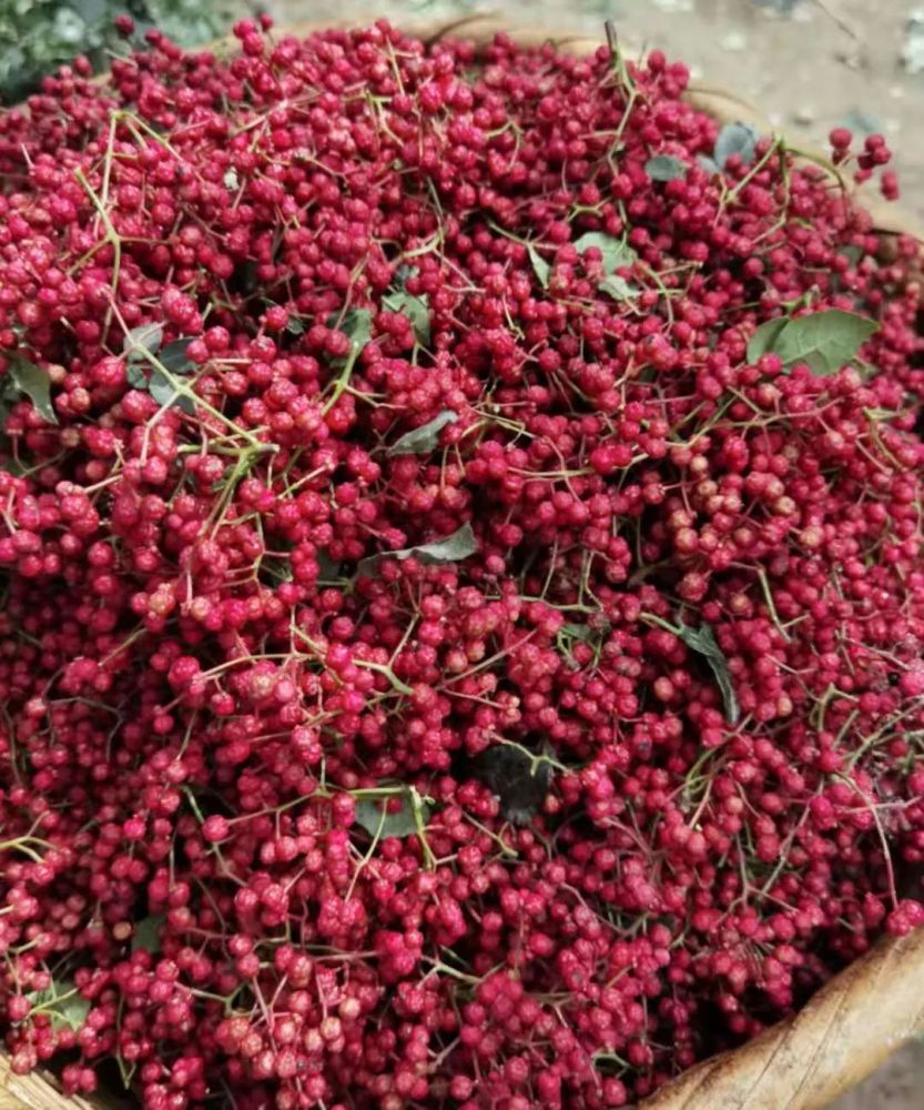 一串红创出新天地武都区无刺花椒产业发展调查