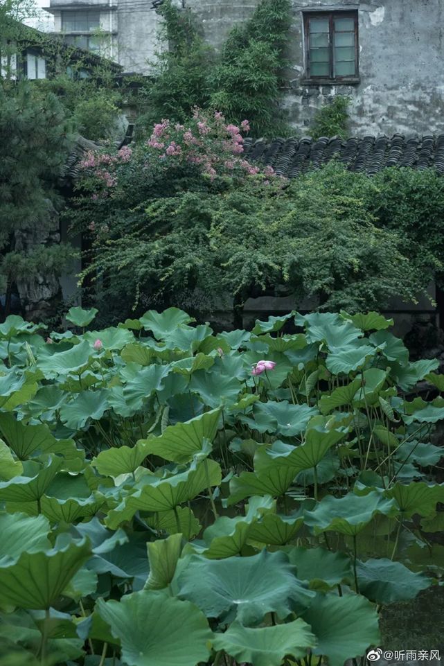 響月松風靜,藝圃美無瑕.