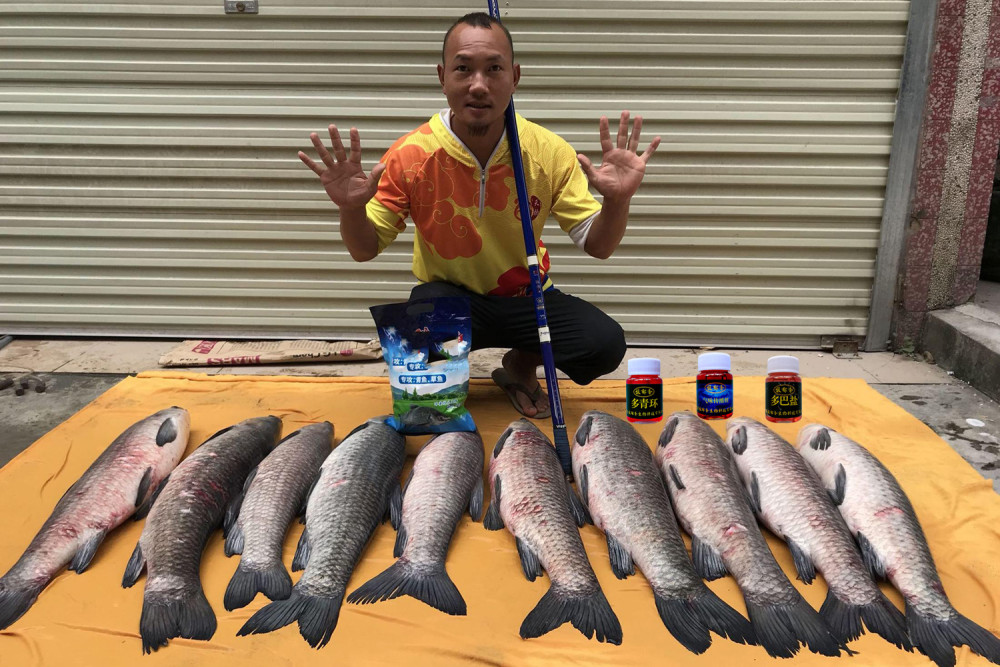 有些黑坑青鱼为什么不开口 如何钓黑坑青鱼 黑坑青鱼难钓的原因 腾讯新闻