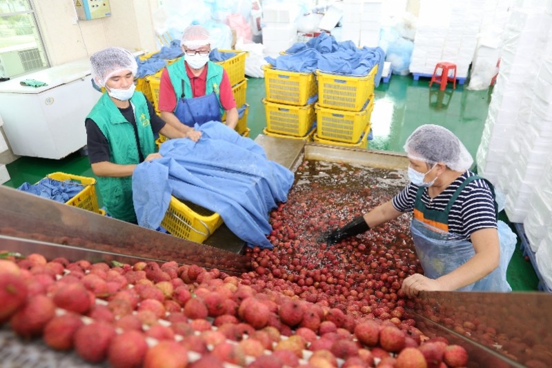 从化华隆果菜保鲜有限公司的智能荔枝加工生产车间.通讯员供图