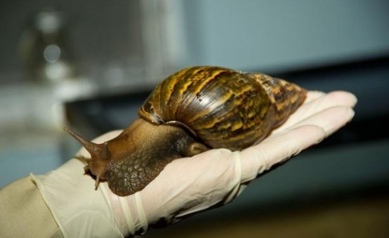 金鱼排行_不适合混养的观赏鱼排名第2:大嘴鲸鱼(2)