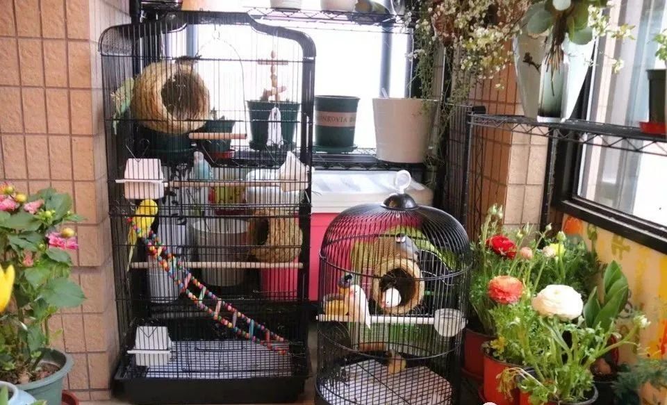 鹦鹉鸟笼怎么选没选对可能会要命看看你的鹦鹉笼选的对不对