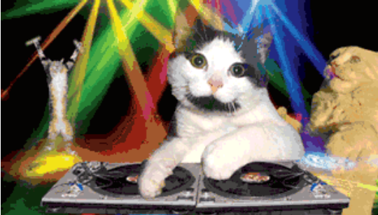 猫咪蹦迪我家猫半夜在我床头蹦迪还给了我一巴掌