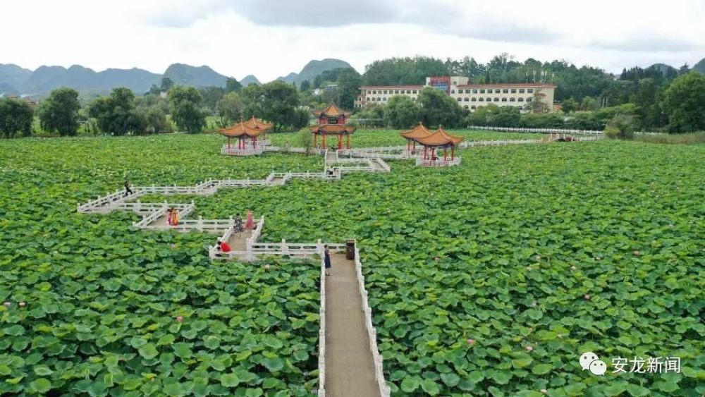 安龙招堤十里荷花如期绽放避暑季荷您相约