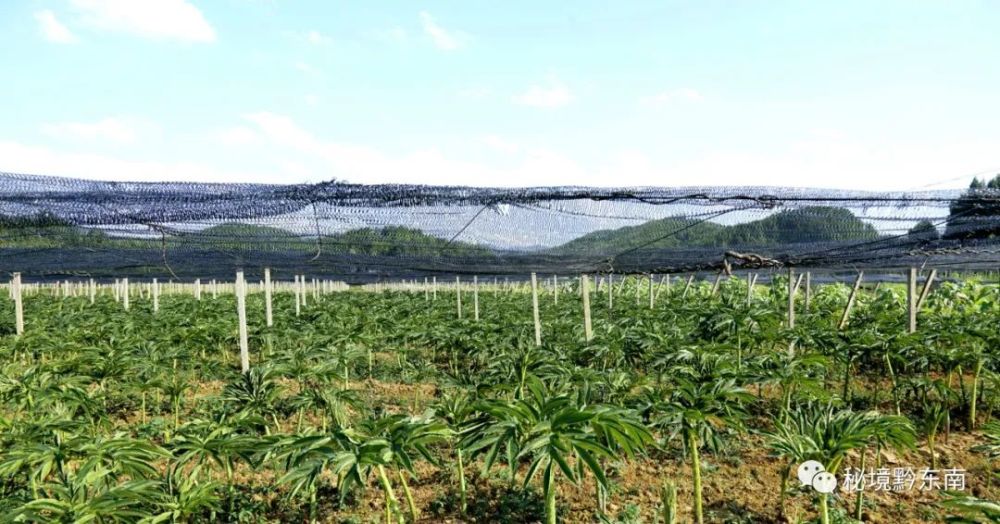 的经济作物珠芽魔芋杨柳塘镇中垮村长势良好的林下经济作物花魔芋总编