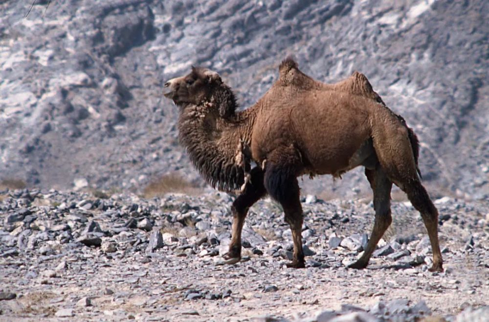 保护野骆驼从卫星定位开始观天测地