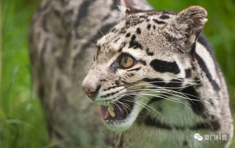2005年,北京师范大学和云南南滚河国家级自然保护区联合开展红外线