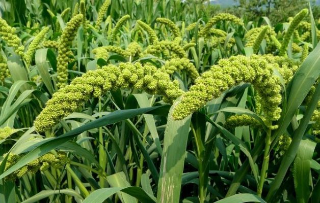 六月六看谷秀是什么意思六月六这天有什么特别吗