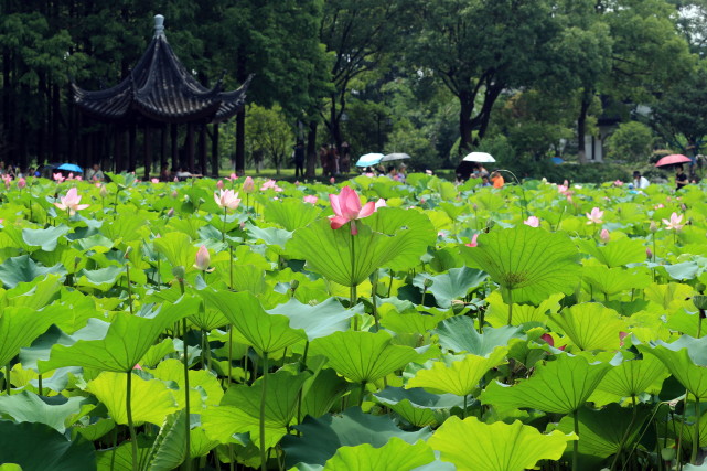 罕见昆山亭林园今年再现一朵并蒂莲