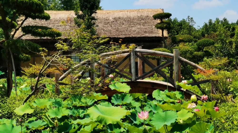 鄢陵唐韵小镇盛夏之荷与众不同美得令人心醉