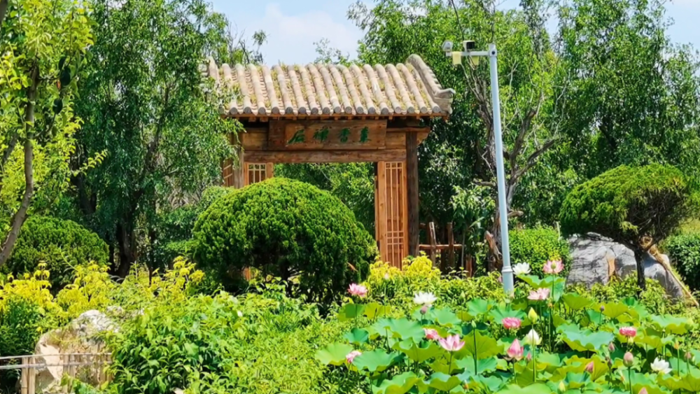 鄢陵唐韵小镇盛夏之荷与众不同美得令人心醉