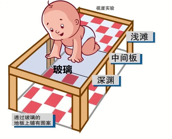 研究人员把6-14个月大的婴儿放在"视崖"上,观察他们是否能知觉这种