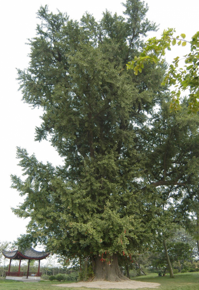 百年百树驻足嘉定聆听申城第一树跨越千年的不朽传奇