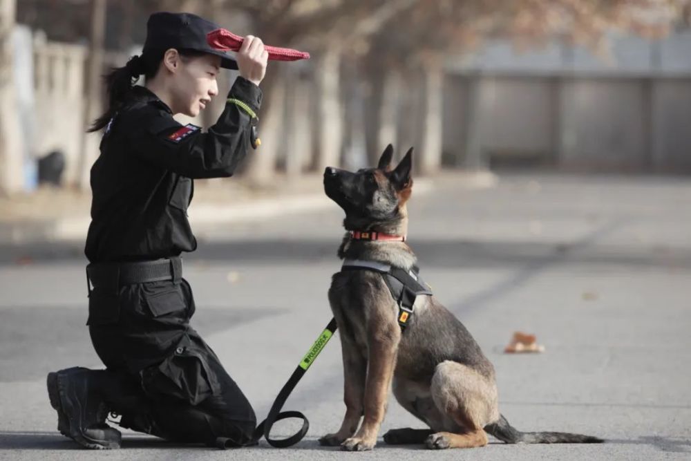 警犬训导员徐方芳:和"毛孩子"共同成长的幸福时光_腾讯新闻