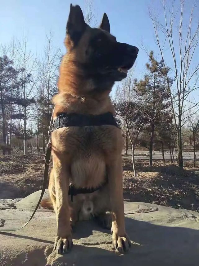 鄂尔多斯功勋警犬"飞虎"离世!民警送别战友