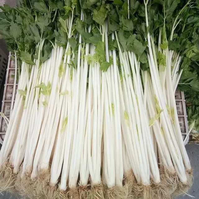 杆子雪白的芹菜好品种!你种过吗?高抗病,耐抽薹,口感很好哦