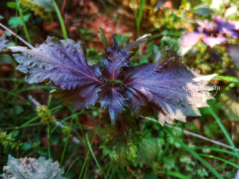 紫蘇,夏天的時令香料,顏色越紫越香?許多人誤會了,難怪不夠香