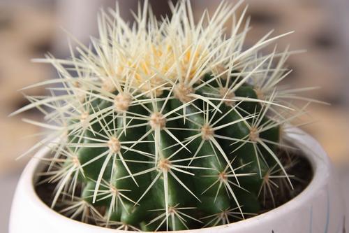 仙人球品种大全图片及名称(仙人球品种大全图片及名称欣赏)