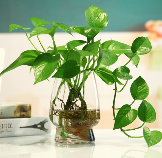 植物可不可以水培 可以 但是要掌握栽培技巧 你做对了吗 腾讯新闻