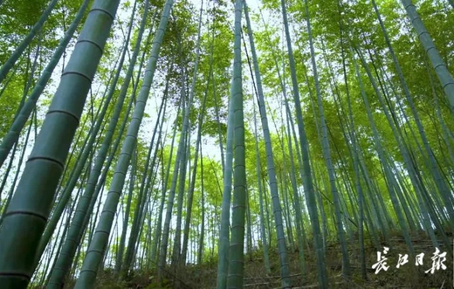 已經賺了35萬元這群湖北人靠竹子呼吸掙錢