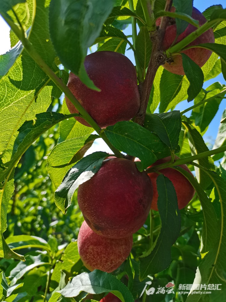 赶上桃子成熟的时节,接连成片的桃林中,一个个饱满多汁的鲜桃掩映在