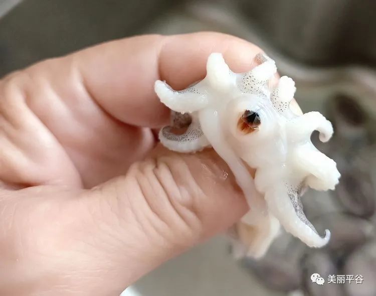 影像平谷:我家美食(61)两吃小乌贼鱼_腾讯新闻