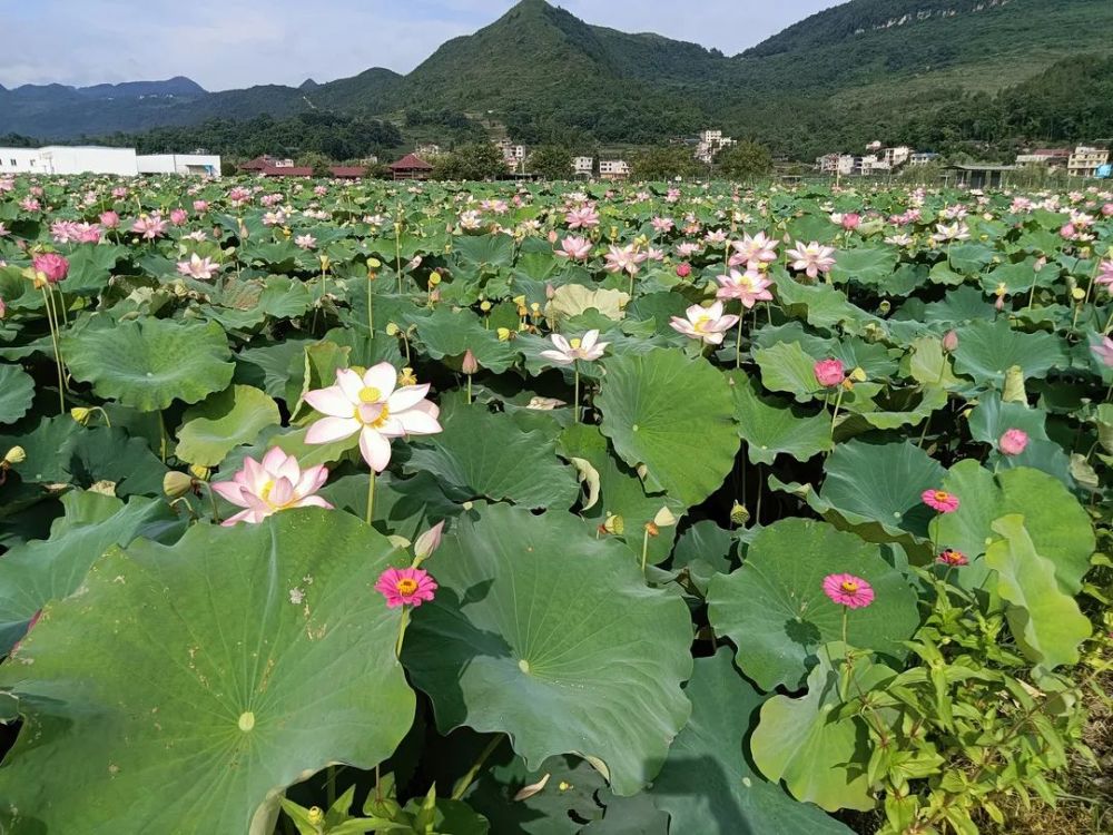 思南超美塘头的上千亩荷花竞相开放