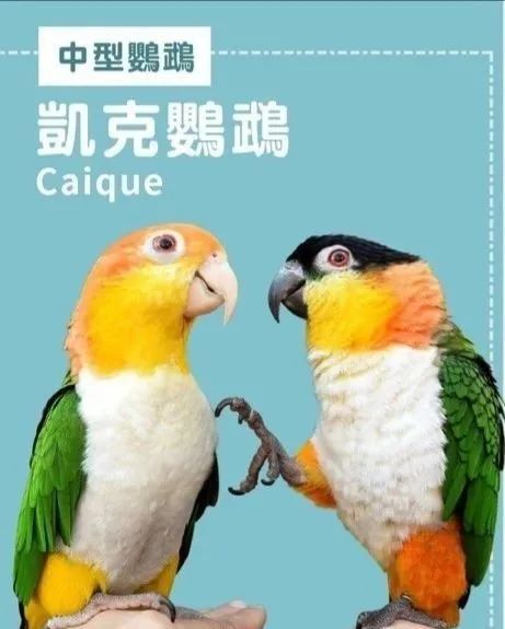 仅一字之差金头凯克鹦鹉比黑头凯克鹦鹉贵在哪里原来在这里