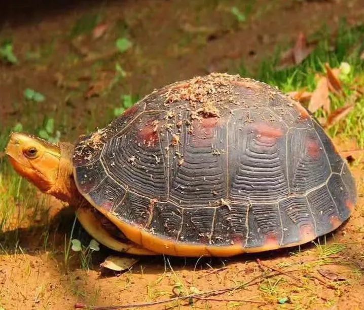 龜(鷹嘴龜),黑頸烏龜,烏龜,花龜,黃喉擬水龜,閉殼龜所有屬,眼斑水龜