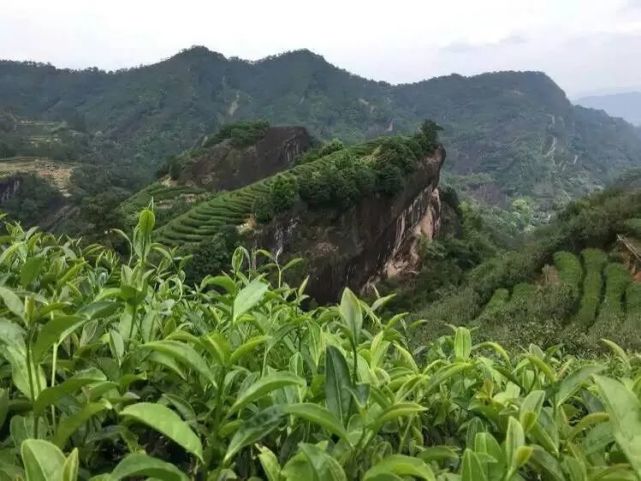 解讀武夷山大紅袍