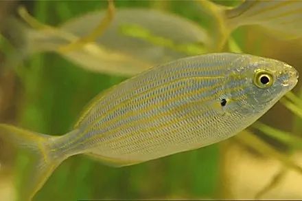 叉牙鲷(salema porgy)分布于东大西洋,地中海等地它的头部充满了致幻