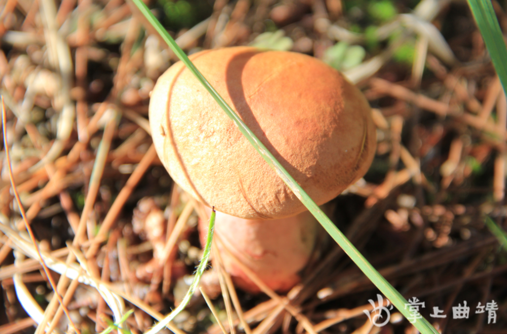 据马鸣乡食用菌推广站高级农艺师吴贵荣介绍,马龙的菌子目前可食用的