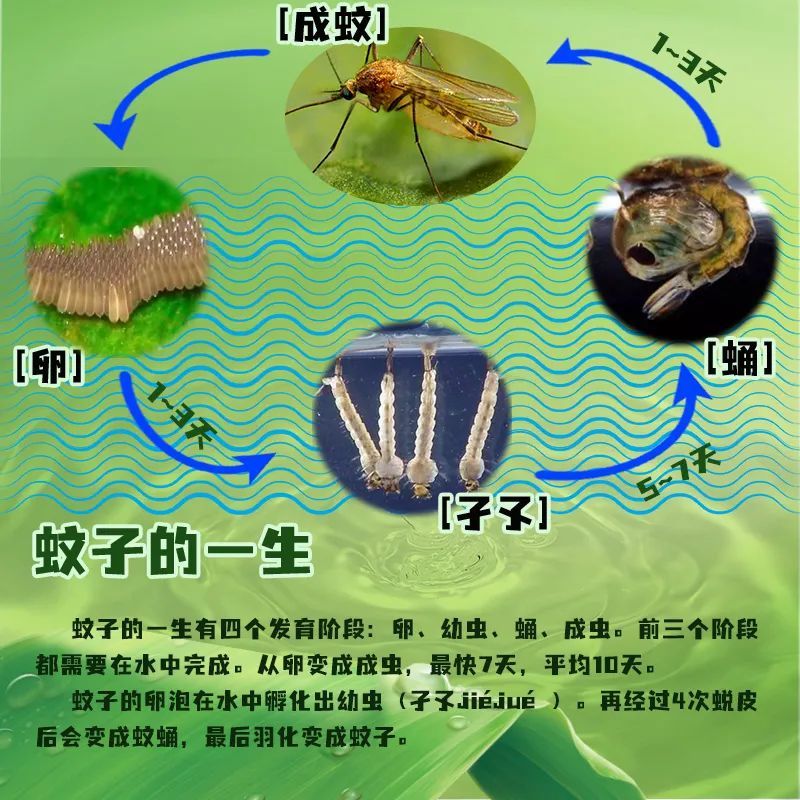 蚊子生长发育过程简图图片