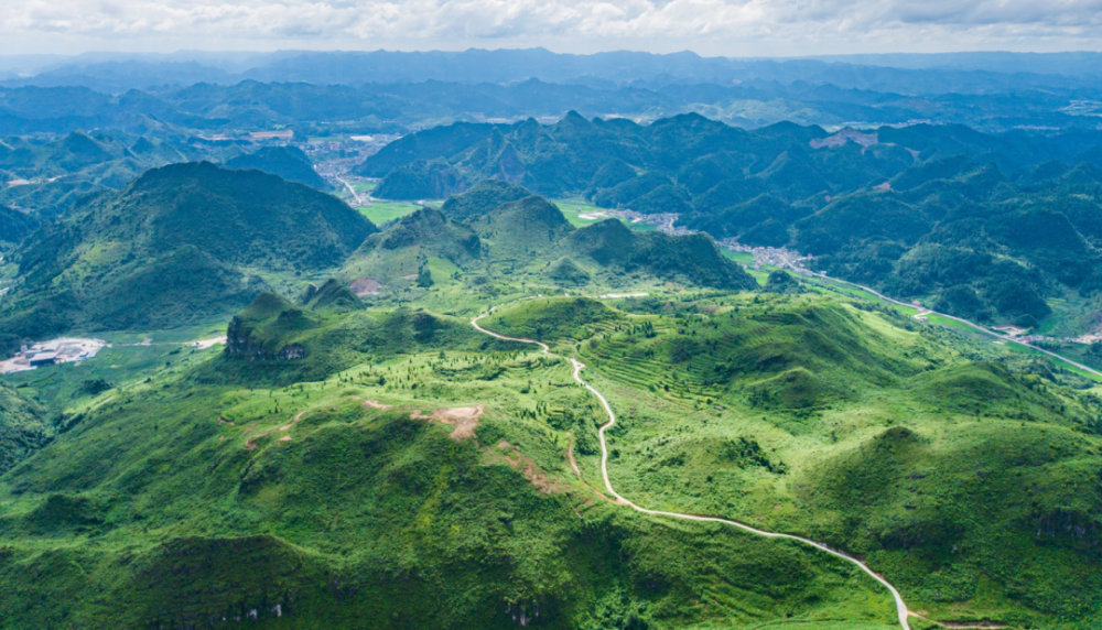 黔南贵定:种植油茶树 荒坡能致富