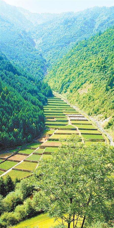 茶岗林场守住绿水青山绘就壮美画卷