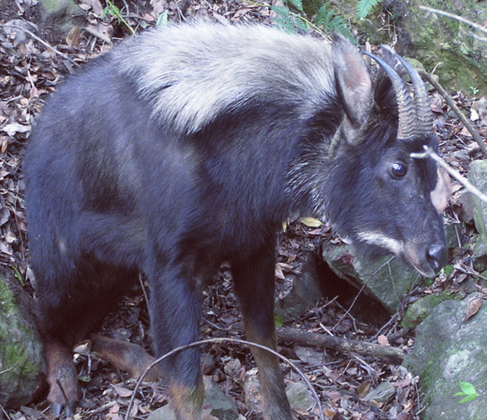 动物界的四不像现身四川新龙一村民楼顶网友飞上去的