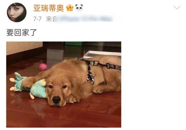 网红宠物狗托运不当死亡!尸体发臭飞满苍蝇,陈乔恩徐冬冬怒发声