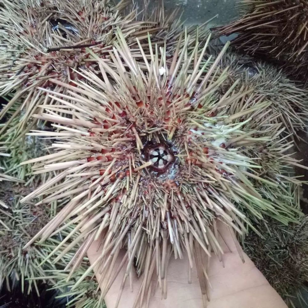 从北到南 海胆到底有多少种吃法 腾讯新闻