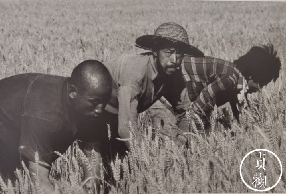 一把镰刀闯关中的甘肃麦客如今已经看不到了