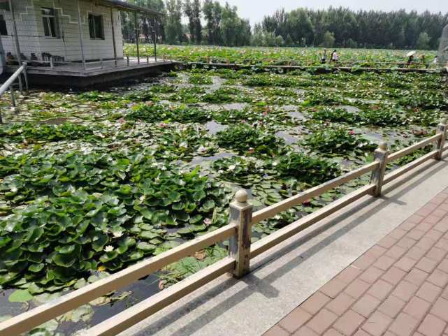 铁岭大莲花村——荷园游记