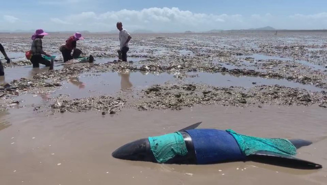 营救瓜头鲸：巨兽横海岸后的40小时