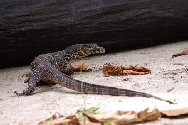 国宝巨蜥"五爪金龙"在云南现世,身为超级毒物,却被当美味屠杀