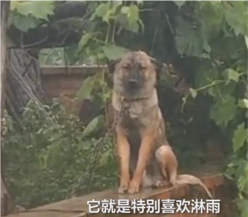 辽宁一只狗大雨中垮着脸坐在墙头淋雨原因令人哭笑不得