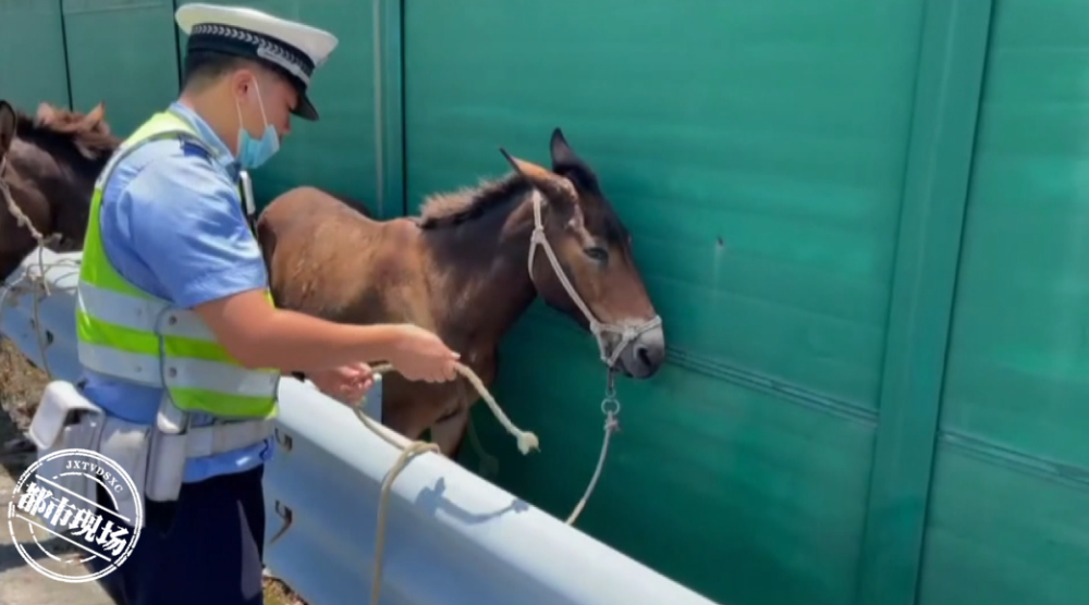 3匹骡子在高速上肆意奔跑,过往车辆纷纷避让,情况十分危险
