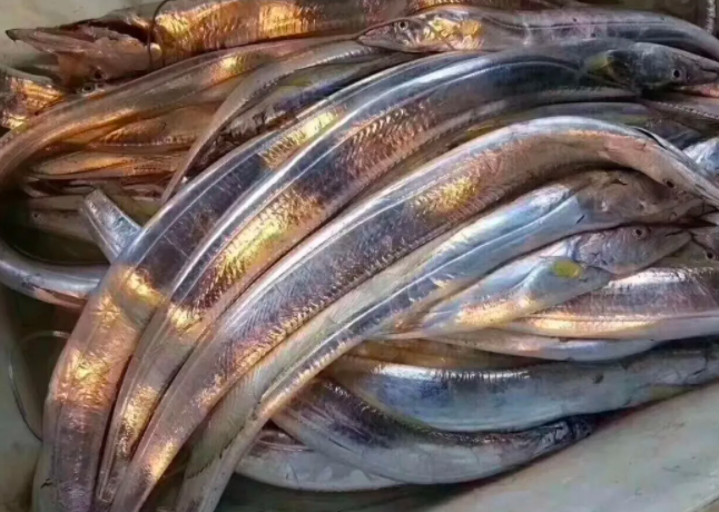 东山岛的带鱼, 基本都是野生的,无法养殖.