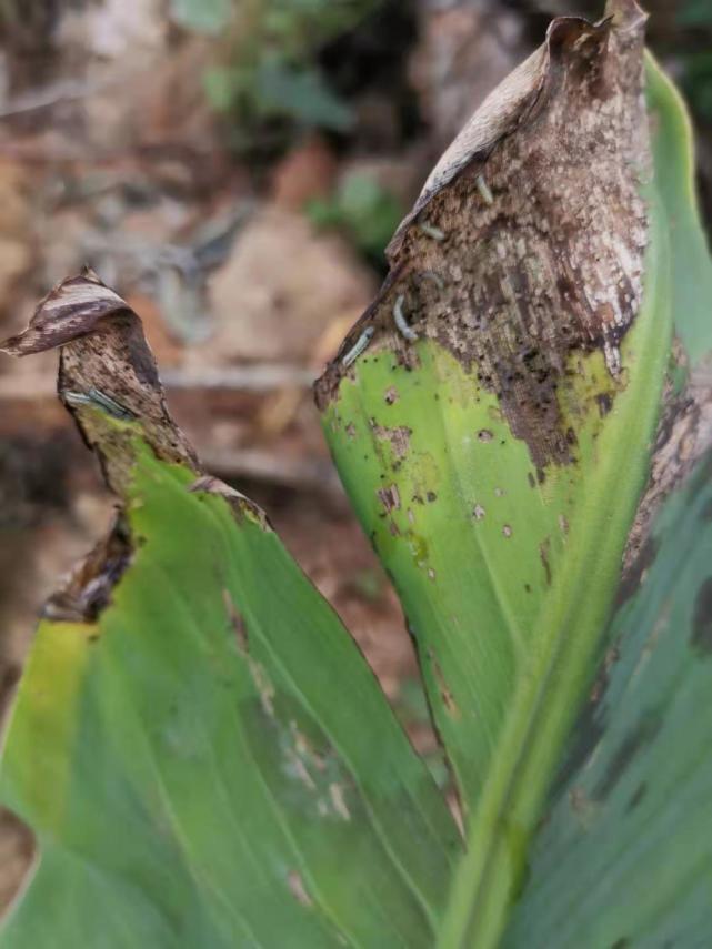 香蕉斜纹夜蛾如何防治记住几个关键点药到虫除