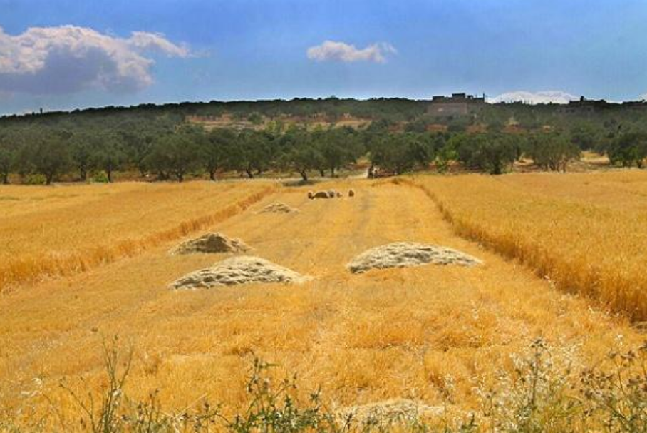 偷小麦只是一个手段,目的是要毁灭叙利亚的农业