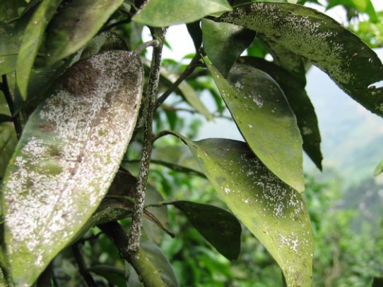 柑橘蚧壳虫夏季频繁发生,教你几个方法,轻松预防